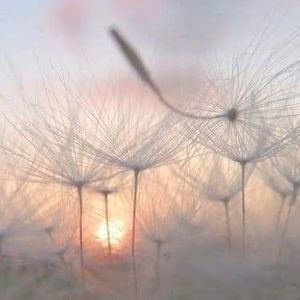 Meet your Posher, Sheila